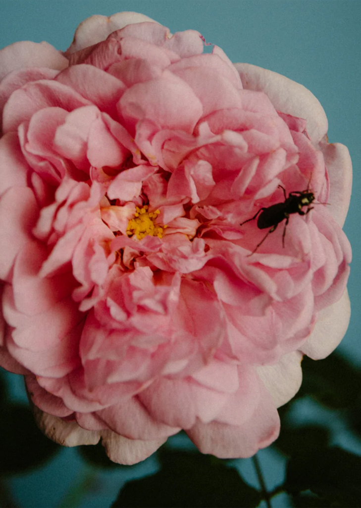 175g Candle — Rose with Insects
