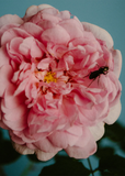 175g Candle — Rose with Insects